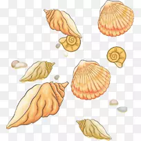 贝壳剪贴画-大PNG壳材料-空若网 贝壳剪贴画-大PNG壳材料-空若网