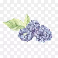 水彩画水果葡萄-空若网 水彩画水果葡萄-空若网