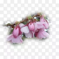 ���ܻ�����԰õ�廨���ɫ��յ��-������