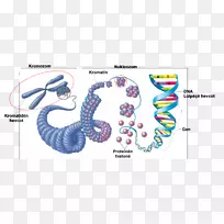 真核生物染色体结构dna细胞核酸结构科学-空若网 真核生物染色体结构dna细胞核酸结构科学-空若网