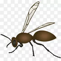 蜜蜂科学农业研究-蜜蜂-空若网 蜜蜂科学农业研究-蜜蜂-空若网