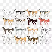 野马犬种-空若网 野马犬种-空若网