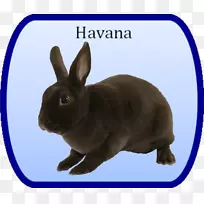家养野兔动物鼻子-小型雷克斯-空若网 家养野兔动物鼻子-小型雷克斯-空若网