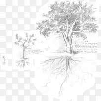 开花植物白-空若网 开花植物白-空若网