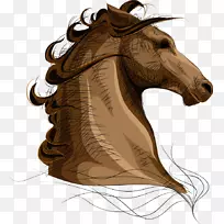 阿拉伯马宠物马术插图.手绘马-空若网 阿拉伯马宠物马术插图.手绘马-空若网