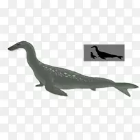 陆生动物-水马-空若网 陆生动物-水马-空若网