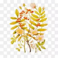 ������ƣ��л�����֦��ֲ�ﾥ.�϶���-������