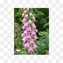 文花狐手套-空若网 文花狐手套-空若网