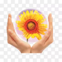 普通向日葵-空若网 普通向日葵-空若网