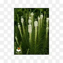 禾本科常绿草本植物家系-空若网 禾本科常绿草本植物家系-空若网