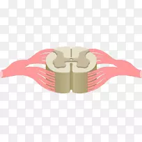 脊髓前灰柱中央管解剖中枢神经系统-空若网 脊髓前灰柱中央管解剖中枢神经系统-空若网