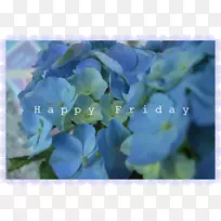 绣球科花瓣-空若网 绣球科花瓣-空若网