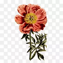 ĵ����ĵ��-������