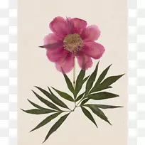 牡丹摄影花-牡丹-空若网 牡丹摄影花-牡丹-空若网