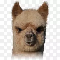 骆驼羊驼皮毛鼻子-空若网 骆驼羊驼皮毛鼻子-空若网