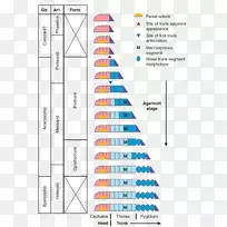 地层柱地质教育地层学地球科学-空若网 地层柱地质教育地层学地球科学-空若网