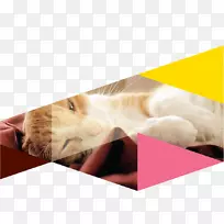 胡须小猫鼻子小猫-空若网 胡须小猫鼻子小猫-空若网