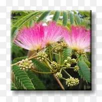 胡萝卜素敏感植物丝树-胡萝卜素-空若网 胡萝卜素敏感植物丝树-胡萝卜素-空若网