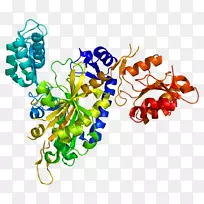 氨基酰基tRNA合成酶转移rna甘氨酸tRNA连接酶基因-空若网 氨基酰基tRNA合成酶转移rna甘氨酸tRNA连接酶基因-空若网