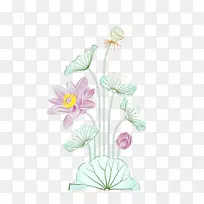 Ë®²Ê»nelumbo nucifera²åͼ-´´ÒâË®²Ê»Á«»¨-¿ÕÈôÍø Ë®²Ê»nelumbo nucifera²åͼ-´´ÒâË®²Ê»Á«»¨-¿ÕÈôÍø