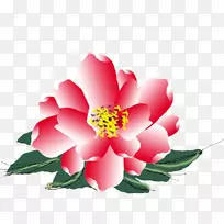 牡丹花植物-花卉植物-空若网 牡丹花植物-花卉植物-空若网