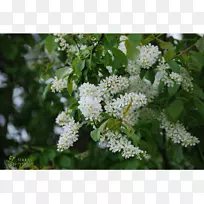 李子李(Prunus padus prunus subg.)苦浆果-空若网 李子李(Prunus padus prunus subg.)苦浆果-空若网