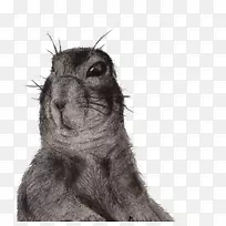 松鼠兔须,毛皮鼻子-草原狗-空若网 松鼠兔须,毛皮鼻子-草原狗-空若网