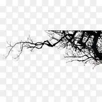 电视景观壁纸-树枝轮廓-空若网 电视景观壁纸-树枝轮廓-空若网