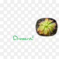 �߲�ˮ��ֲ��-������