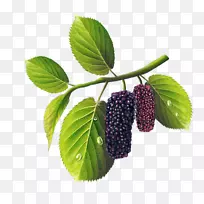 红桑叶提取物-空若网 红桑叶提取物-空若网