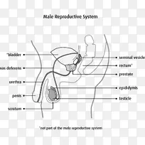 ������ֳϵͳ����غ�����-������