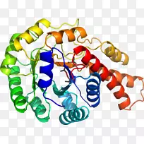 ���������л����߼�������-������