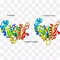 蛋白质结构预测:概念与应用-空若网 蛋白质结构预测:概念与应用-空若网