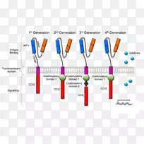 嵌合抗原受体t细胞的通用治疗方法-空若网 嵌合抗原受体t细胞的通用治疗方法-空若网