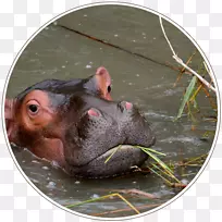 河马陆生动物-空若网 河马陆生动物-空若网