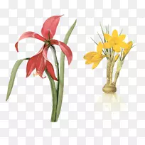 植物学插画植物-花卉-空若网 植物学插画植物-花卉-空若网