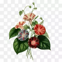 植物区系、粳稻植物插图、花卉设计-花卉-空若网 植物区系、粳稻植物插图、花卉设计-花卉-空若网