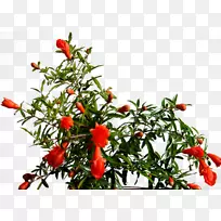 鸟眼辣椒u38u898bu82b1u5349石榴盆景无拉材料石榴树图-空若网 鸟眼辣椒u38u898bu82b1u5349石榴盆景无拉材料石榴树图-空若网