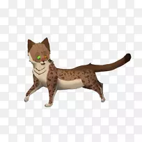 家养短毛猫尾动物-空若网 家养短毛猫尾动物-空若网