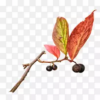 �⾰Ҷgimp����-Ҷ-������