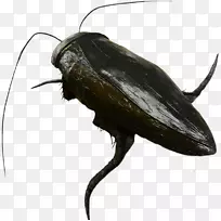 ���׳�½�������������-������