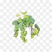 水彩画葡萄画家插图.绿色葡萄-空若网 水彩画葡萄画家插图.绿色葡萄-空若网