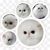 胡须猫鼻子巴恩斯&高贵猫-空若网 胡须猫鼻子巴恩斯&高贵猫-空若网