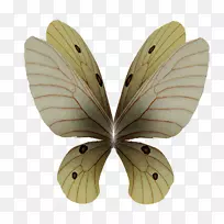 蚕蛾-天使翅膀-空若网 蚕蛾-天使翅膀-空若网