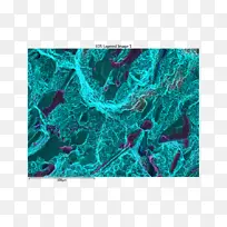 ����ʯ����-����-������