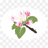 草本植物-苹果花-空若网 草本植物-苹果花-空若网