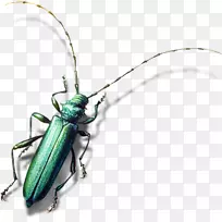 昆虫鸟长角甲虫-动物、鸟类和昆虫元素-空若网 昆虫鸟长角甲虫-动物、鸟类和昆虫元素-空若网