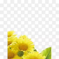 向日葵背景-空若网 向日葵背景-空若网
