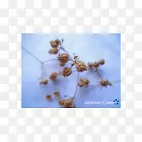 À¥³æ´«·Ûº¦³æ-Ïã²ËÖÖ×Ó-¿ÕÈôÍø À¥³æ´«·Ûº¦³æ-Ïã²ËÖÖ×Ó-¿ÕÈôÍø