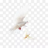 ·ÉÏèµÄÄñ£¬·É»ú£¬¸ë×ÓµÄÌìÉϵijá°ò-¿ÕÈôÍø ·ÉÏèµÄÄñ£¬·É»ú£¬¸ë×ÓµÄÌìÉϵijá°ò-¿ÕÈôÍø